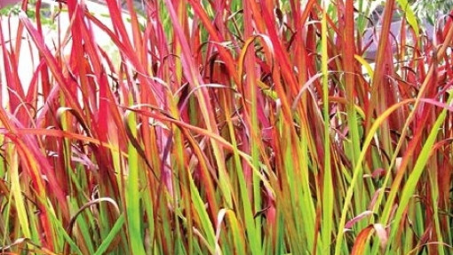 Imperata cylindryczna 'Red Baron'