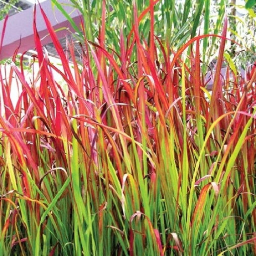 Imperata cylindryczna 'Red Baron'