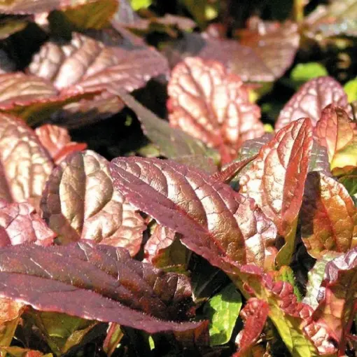 Dąbrówka rozłogowa 'Atropurpurea'