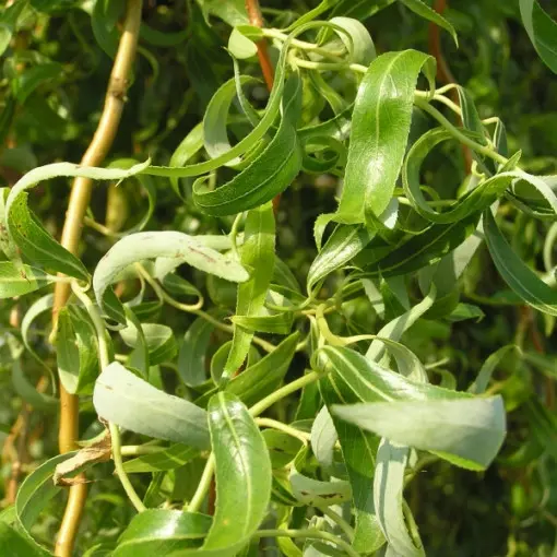 Wierzba 'Erythroflexuosa'