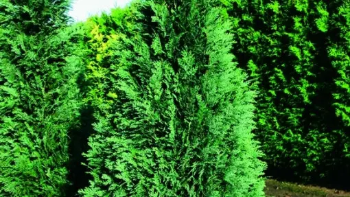 Cyprysik Lawsona 'Columnaris'