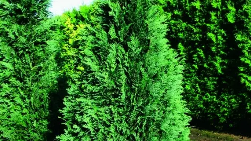 Cyprysik Lawsona 'Columnaris'