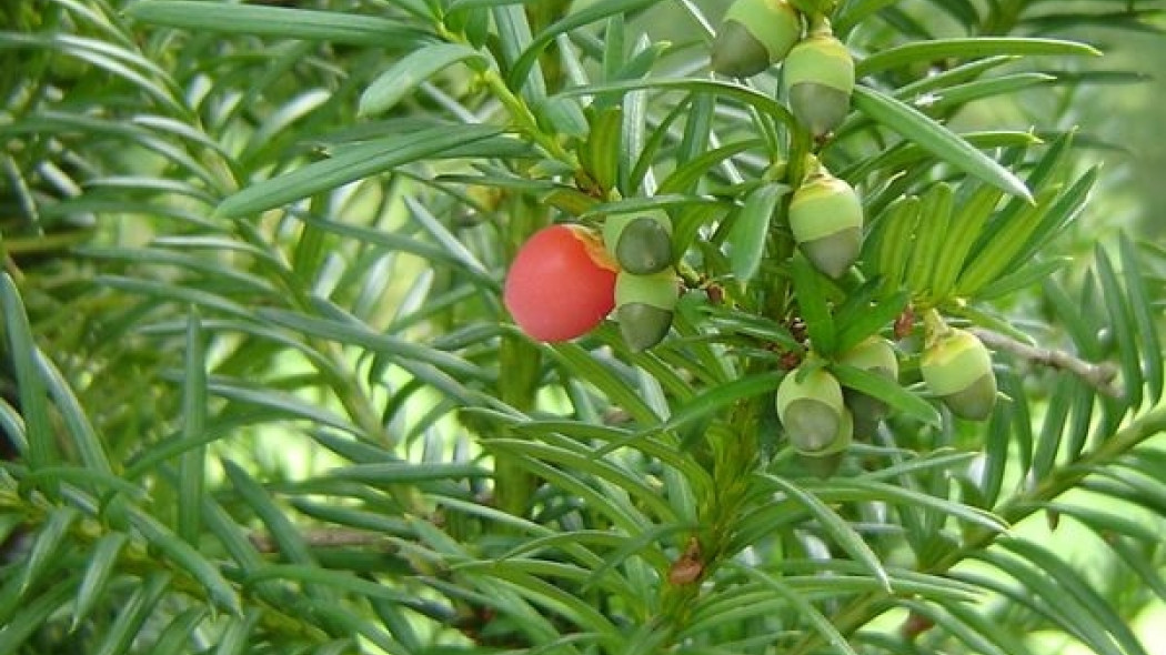 Cis pośredni 'Hicksii'