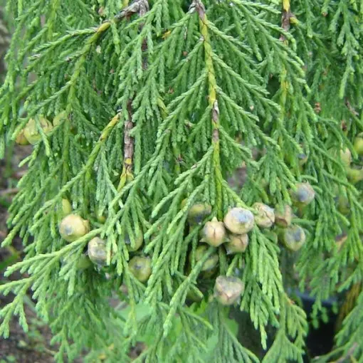 Cyprysik nutkajski 'Pendula'