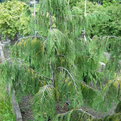 Cyprysik nutkajski 'Pendula'