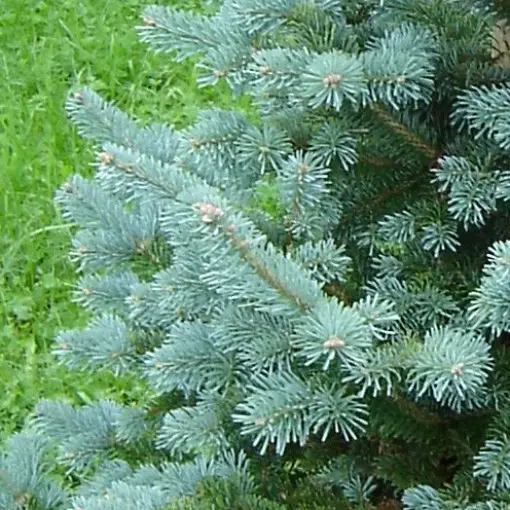 Jodła górska 'Compacta'