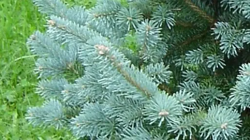 Jodła górska 'Compacta'