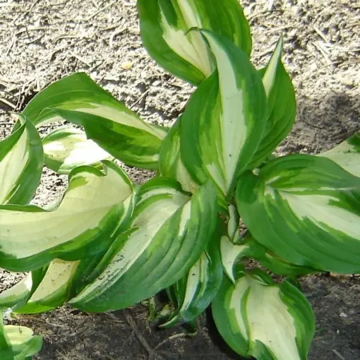 Funkia Fortune'a / Hosta Fortunea