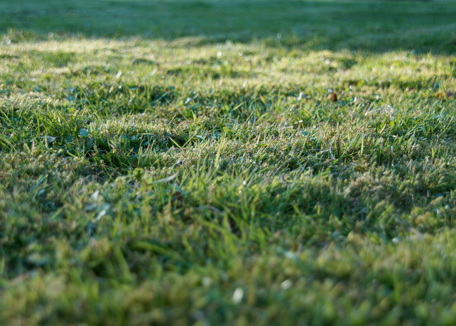 trawnik przed wałowaniem fot. Monsterkoi Pixabay 