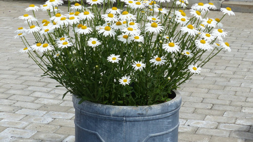 Wybór donicy ogrodowej – jak dopasować donicę do roślin i uniknąć błędów?