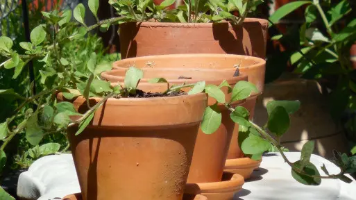 Odświeżanie ceramicznych doniczek: sprytne sposoby na osad z wody!
