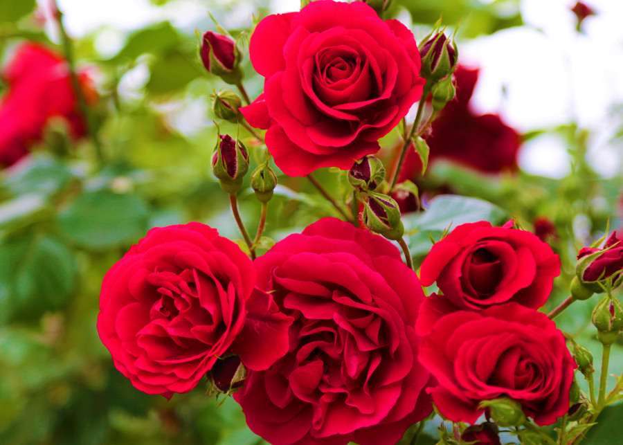 Jak sadzić róże Konevi Pixabay