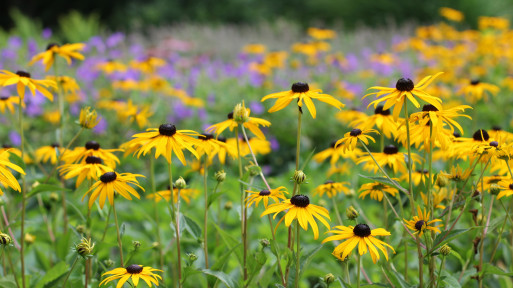 Kwitnące byliny jesieni: rudbekia czy aster?