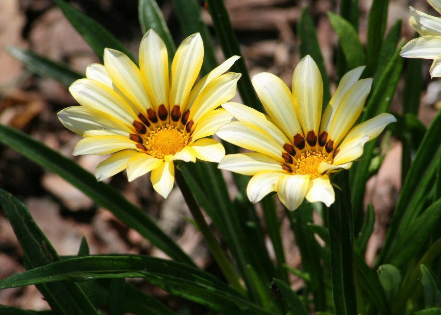 Kwiaty jednoroczne Magyarország  Pixabay