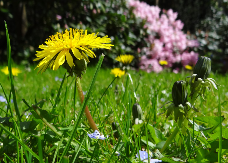 Sprawdzone metody zwalczania chwastów na trawniku Beeki Pixabay