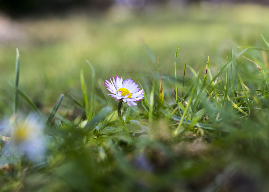 Jak pozbyć się chwastów z trawnika Alina Tönjes Pixabay