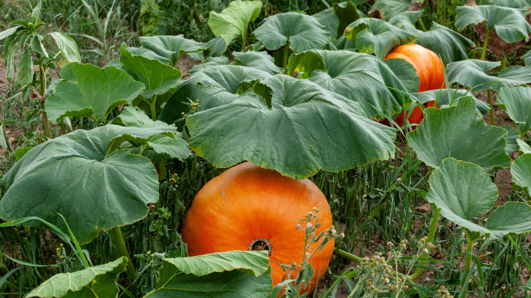 Warzywnik po sezonie. Co robić jesienią Franck Barske Pixabay