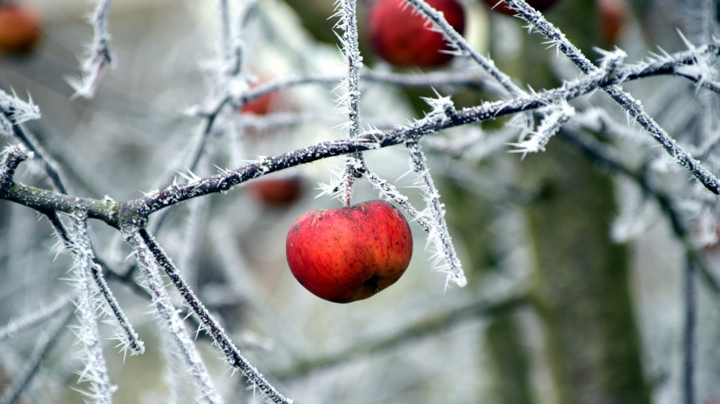 Zimowe cięcie drzew i krzewów U. Leone Pixabay