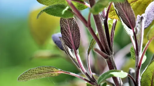 Kiedy zbierać zioła, żeby były najbardziej aromatyczne?