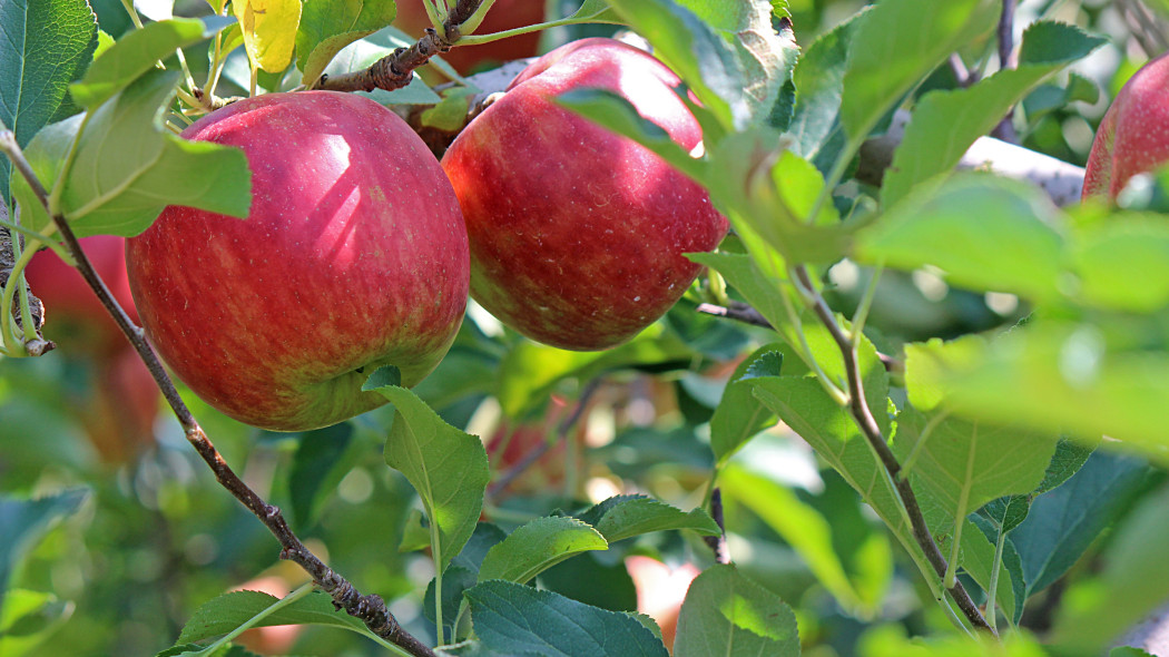 Owocówka jabłóweczka rozpoznawanie punch_ra Pixabay