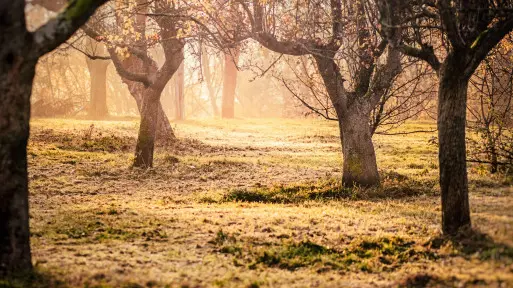 Wędzenie drewnem z sadów – jak wybrać najlepsze? Jak wpływa na kolor, smak i zapach?