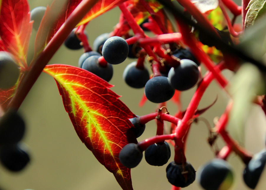 Dzikie owoce wabia ptaki Alicja  Pixabay