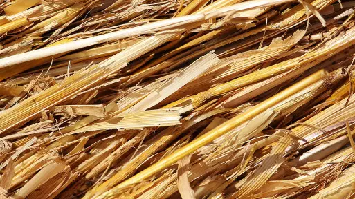 Tanie materiały do ochrony roślin przez zimnem | Jak zaoszczędzić na agrowłókninie?