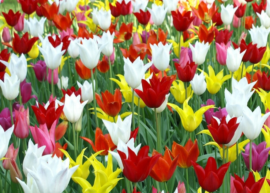 Rodzaje cebulek kwiatowych Plukje Pixabay