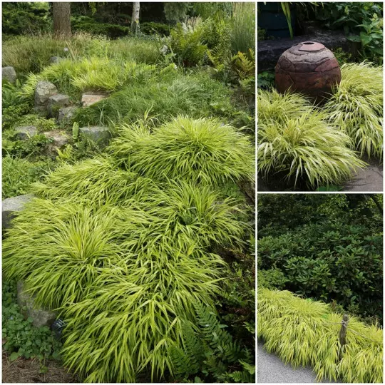 Hakonechloa smukła Aureola fot. Grzegorz Falkowski