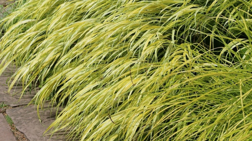 Hakonechloa smukła 'Aureola'