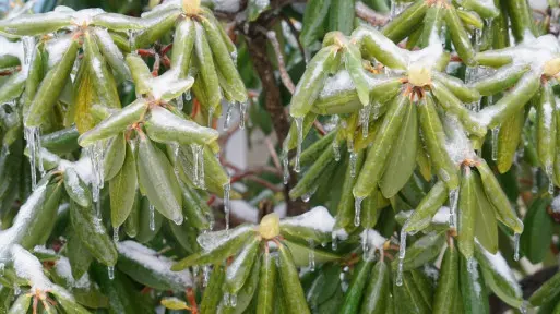 Podlewanie roślin zimą. To bardzo ważne | Jak to robić prawidłowo?