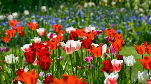 Co robić wiosną w ogrodzie? | Praktyczne porady i lista prac do zrobienia