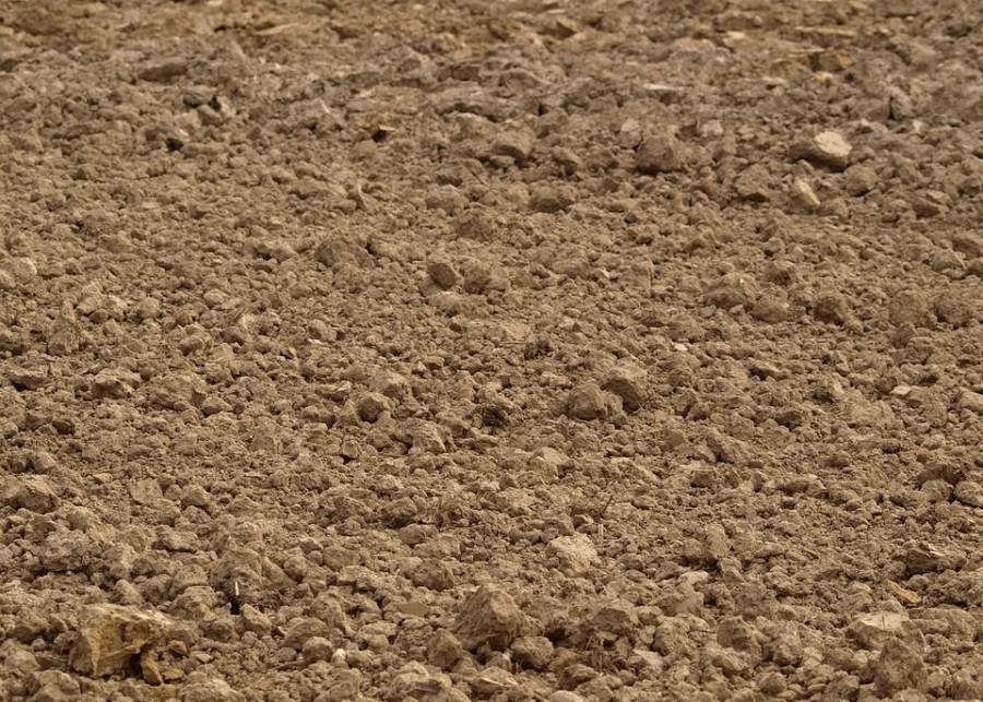 Jaka gleba pod trawę Helga  Pixabay