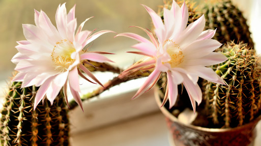 Jak pielęgnować kaktus Echinopsis? Podpowiadamy!