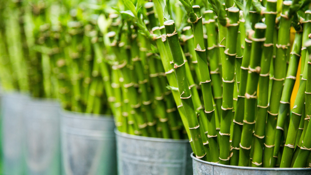 Dlaczego liście Lucky Bamboo robią się żółte  Toni Cuenca Pexels