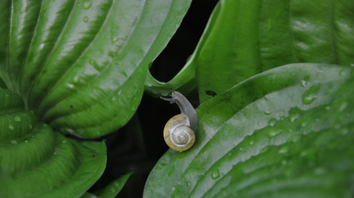Preparaty na ślimaki | Jakie wybrać i gdzie kupić?