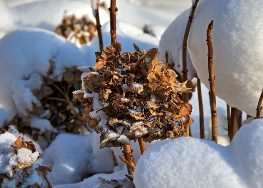 Agrowłóknina do zimowej ochrony Wolfgang Borchers Pixabay