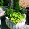 Pielęgnacja roślin na tarasie | Co zrobić, by długo i pięknie rosły?