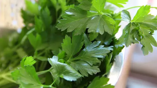 Domowe pesto z natki pietruszki – szybki przepis!