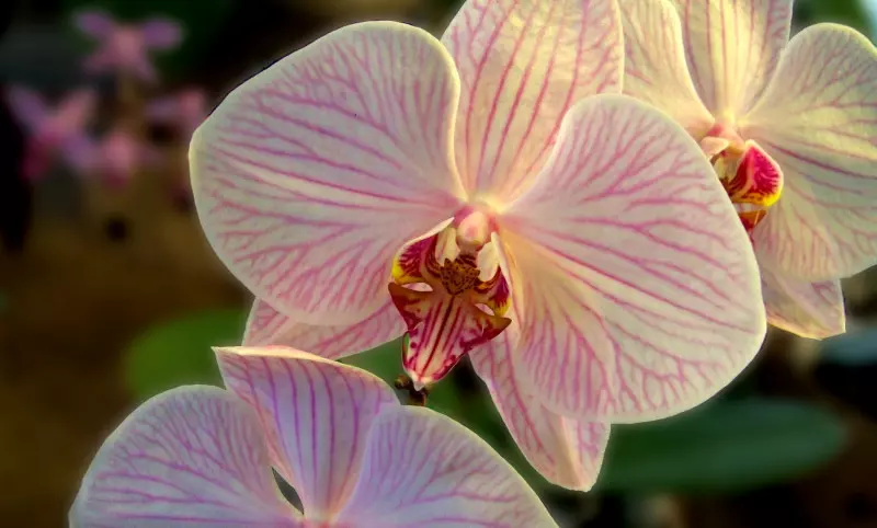 Orchidea ldvideo Pixabay 19220 x 1144