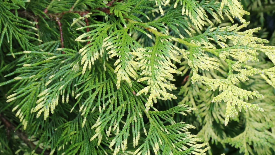 Thuja-plicata-Zebrina-Extra-Gold-2E1A5787-Fot.-G.Falkowski-ZSzP-2