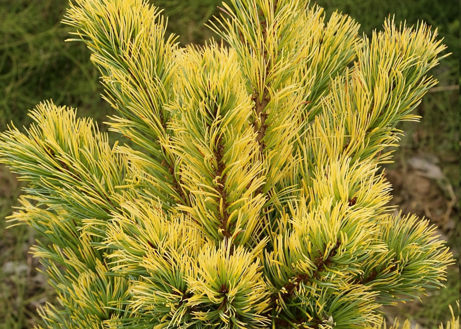 Pinus parviflora Goldilocks 2E1A3853 Fot. G.Falkowski-ZSzP