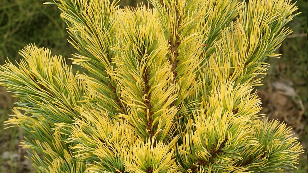 Pinus parviflora Goldilocks 2E1A3853 Fot. G.Falkowski-ZSzP