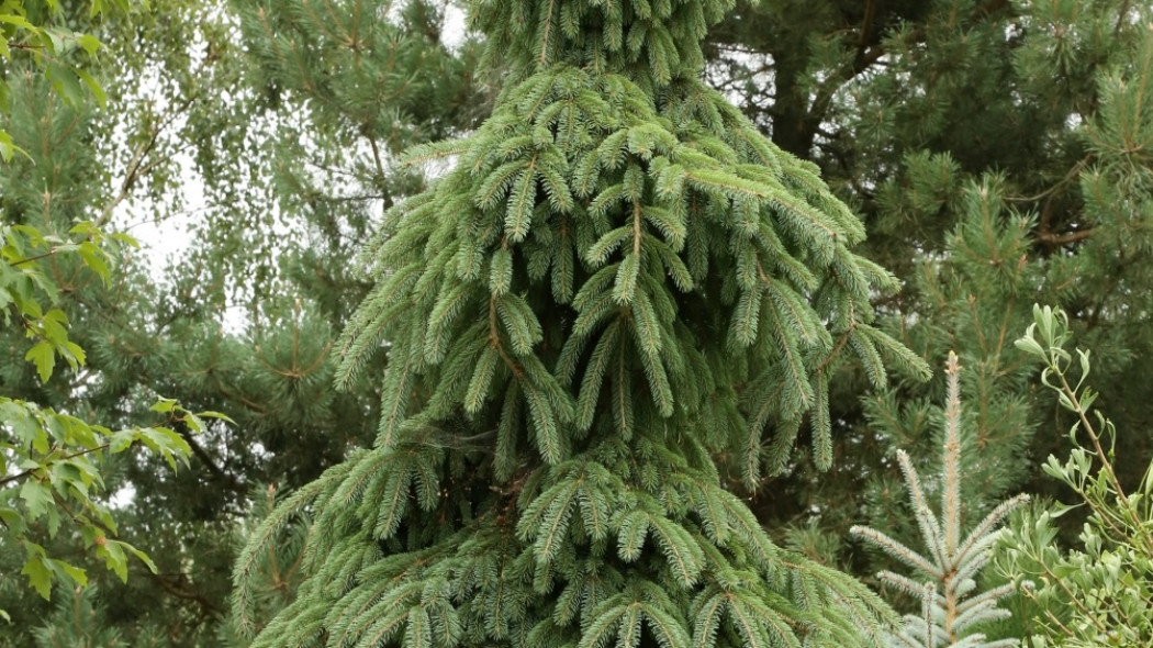 Picea-glauca-Pendula-2E1A4553-Fot.-G.Falkowski-ZSzP 2