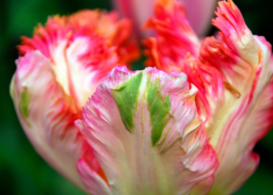 Najpiękniejsze tulipany papuzie Apricot Parrot iBulb