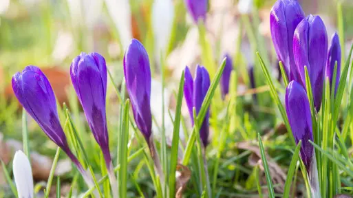 Marzec w ogrodzie – co robić? | Lista prac do zrobienia