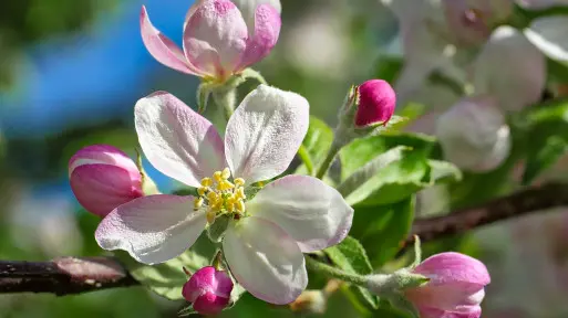 Maj w ogrodzie – co robić? | Lista prac do zrobienia