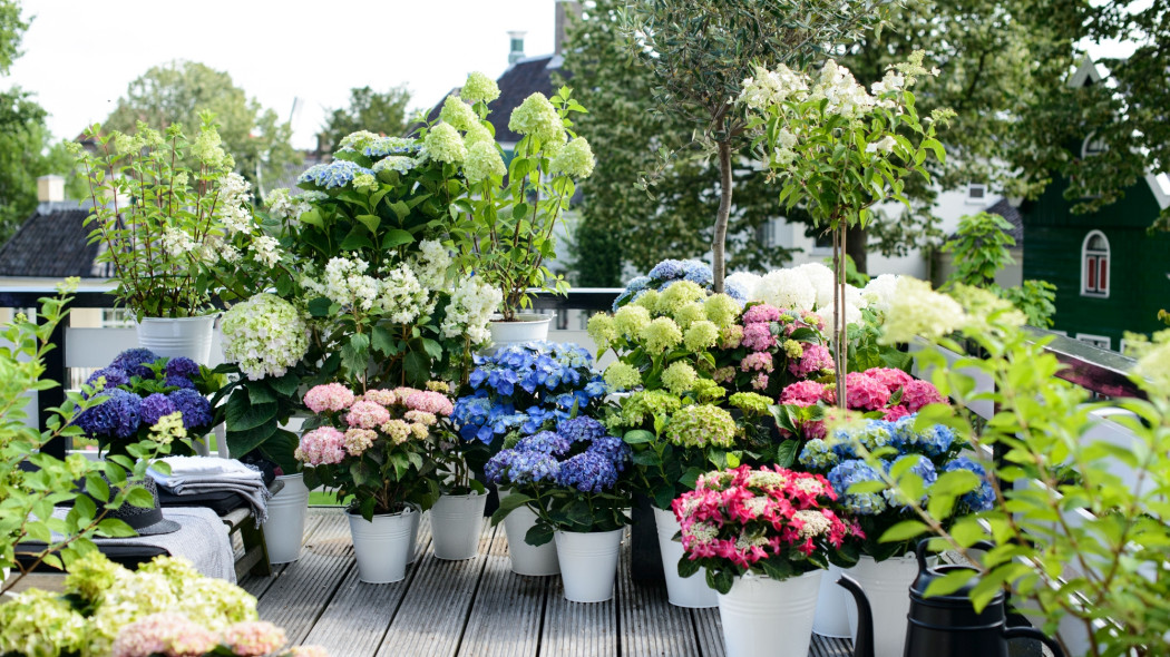 ogród na balkonie fot. Flower Council Holland