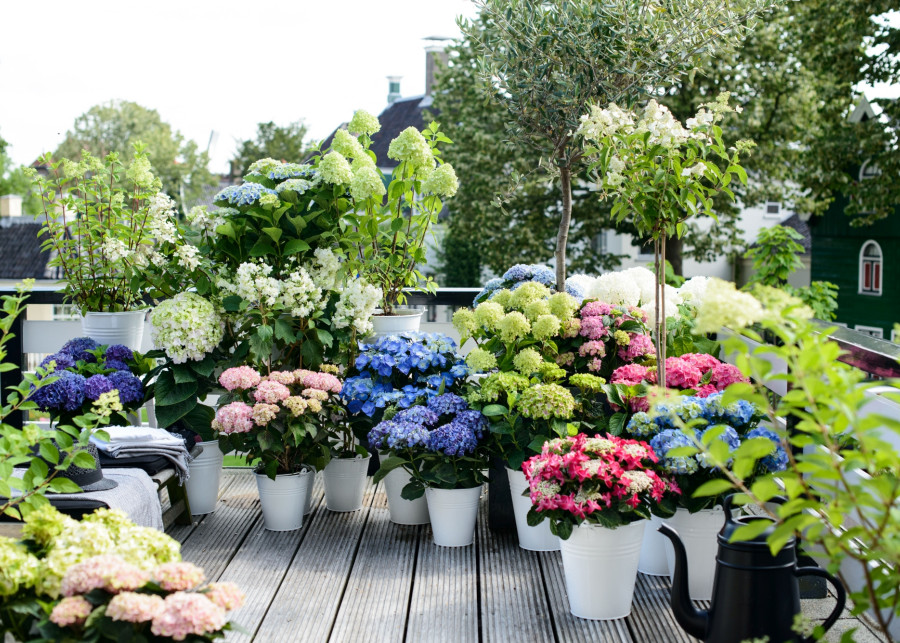 ogród na balkonie fot. Flower Council Holland