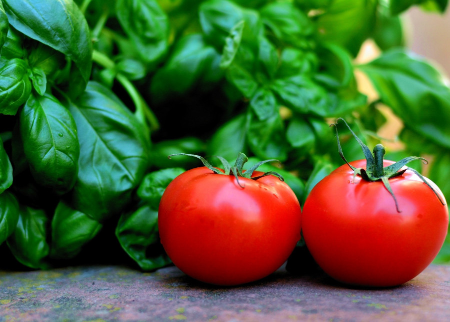 bazylia i pomidory fot. congerdesign - Pixabay